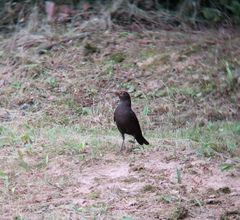 Turdus mandarinus
