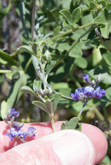 Pediomelum tenuiflorum