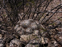 Mammillaria parkinsonii