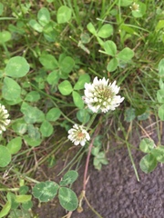 Trifolium repens