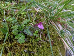 Pedicularis refracta transmorrisonensis