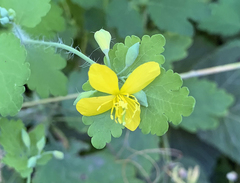 Chelidonium majus