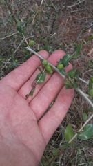 Commiphora glandulosa