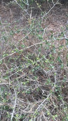 Commiphora glandulosa