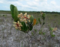 Ochnaceae