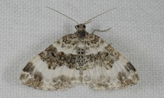 Epirrhoe rivata