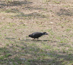 Columba livia domestica