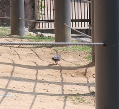 Columba livia domestica
