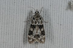 Eudonia delunella