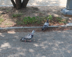 Columba livia domestica