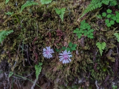 Thalictrum rubescens