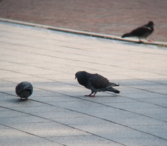 Columba livia domestica