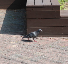 Columba livia domestica