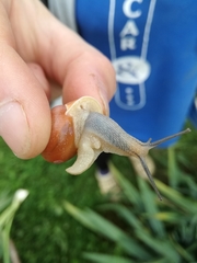 Cepaea hortensis