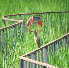 Nycticorax nycticorax