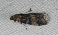 Euzophera pinguis