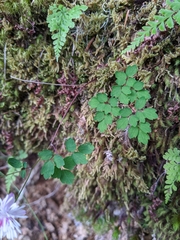 Thalictrum rubescens