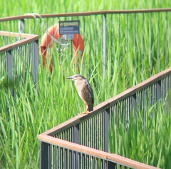 Nycticorax nycticorax