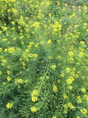 Sisymbrium loeselii