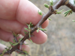 Commiphora pyracanthoides