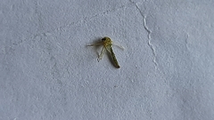 Culicidae
