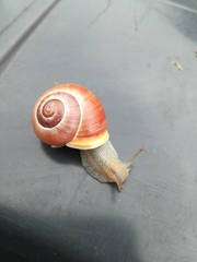 Cepaea hortensis