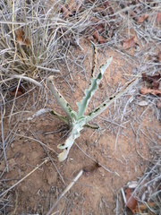 Kalanchoe brachyloba