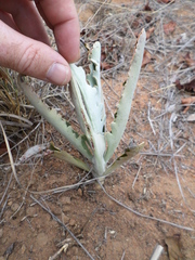 Kalanchoe brachyloba