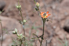 Sphaeralcea rusbyi