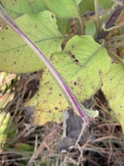 Senecio panduriformis