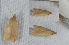 Helcystogramma rufescens