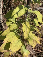 Senecio panduriformis