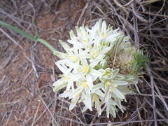 Albuca seineri