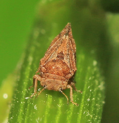 Syringilla humerosa