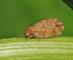 Syringilla humerosa