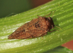 Syringilla humerosa