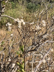 Senecio panduriformis