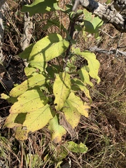 Senecio panduriformis