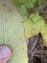 Senecio panduriformis