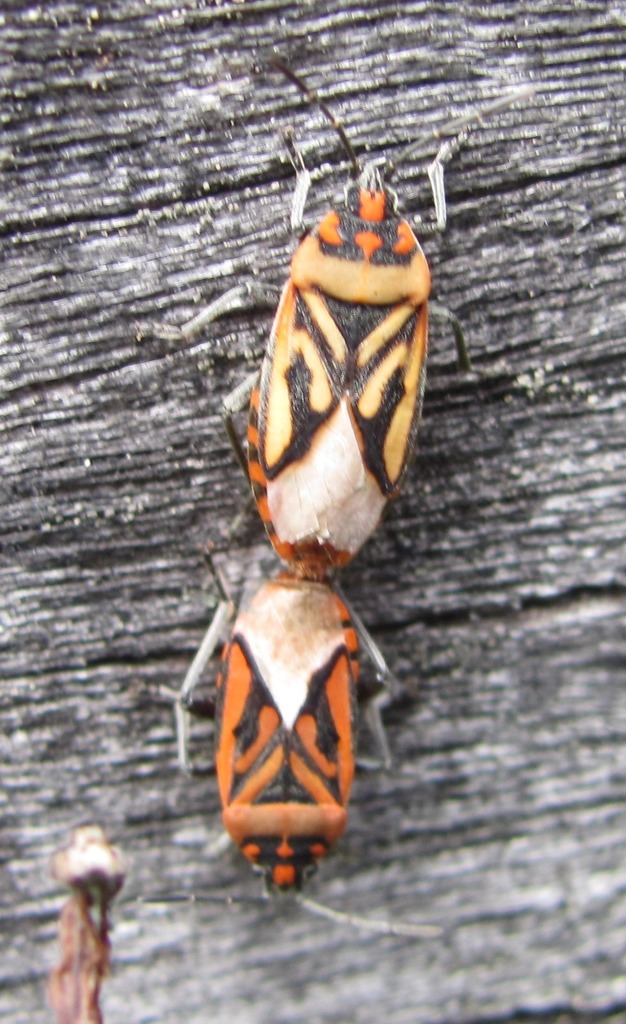 Spilostethus altivolens