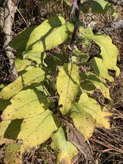 Senecio panduriformis