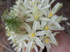 Albuca seineri
