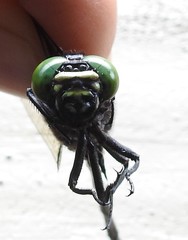 Phyllogomphus coloratus