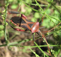 Plectropoda bicolor