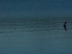 Petrochelidon nigricans