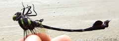 Phyllogomphus coloratus