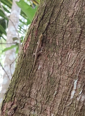 Cnemaspis littoralis