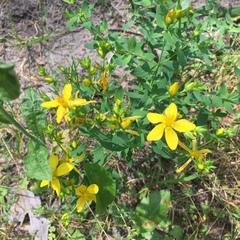 Hypericum perforatum