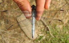 Orthetrum austeni