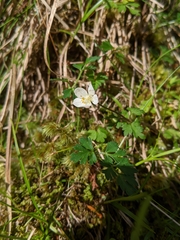 Anemonoides stolonifera